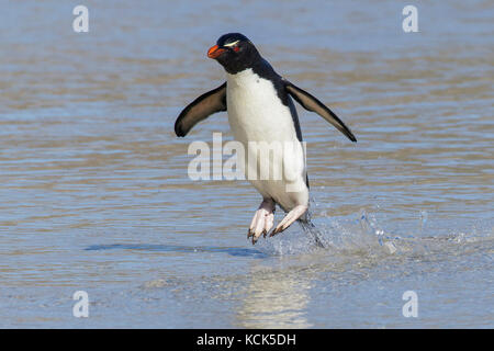 Pinguino saltaroccia (Eudyptes chrysocome) lungo la spiaggia nelle isole Falkland. Foto Stock