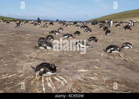 Pinguino Gentoo (Pygoscelis papua) alla sua colonia nidificazione nelle isole Falkland Foto Stock
