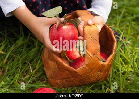 Raccolta stagionale apple. bambino ragazza tenere in mano Rosso mela matura successivo bascet di vimini con le mele nel giardino di frutta vicino. raccolta di frutti maturi. Foto Stock