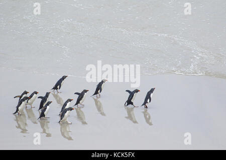 Pinguino saltaroccia (Eudyptes chrysocome) lungo la spiaggia nelle isole Falkland Foto Stock