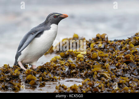 Pinguino saltaroccia (Eudyptes chrysocome) lungo il litorale nelle isole Falkland. Foto Stock