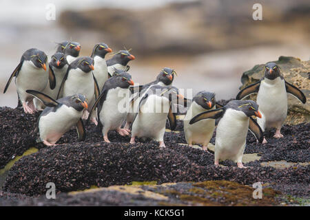 Pinguino saltaroccia (Eudyptes chrysocome) lungo il litorale nelle isole Falkland. Foto Stock