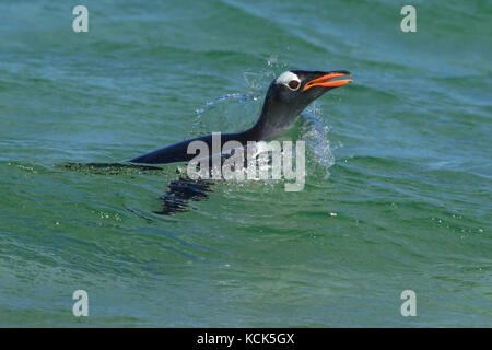 Pinguino Gentoo (Pygoscelis papua) lungo il litorale nelle isole Falkland. Foto Stock