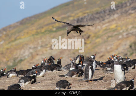Marrone (sub antartiche) Skua (Stercorarius antarcticus lonnbergi) di recupero per il cibo nei pressi di una colonia di pinguini nelle isole Falkland. Foto Stock