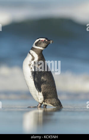 Magellanic Penguin (Spheniscus magellanicus) su una spiaggia nelle isole Falkland. Foto Stock