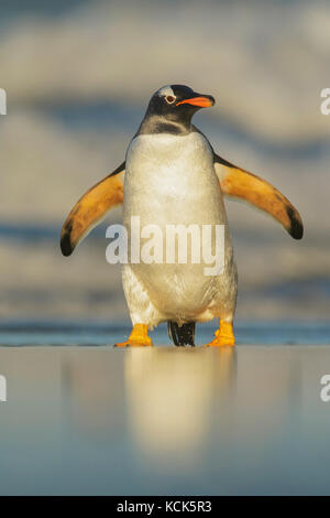 Pinguino Gentoo (Pygoscelis papua) emergenti dall'oceano nelle isole Falkland. Foto Stock