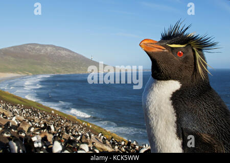 Pinguino saltaroccia (Eudyptes chrysocome) ad una colonia nidificazione nelle isole Falkland. Foto Stock