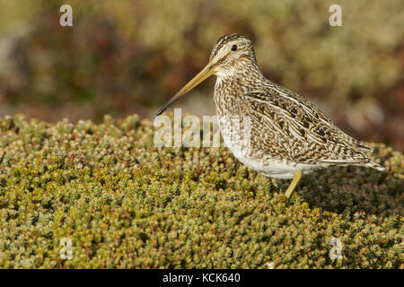 Magellanic beccaccino (Gallinago magellanica magellanica) sul terreno nelle isole Falkland. Foto Stock