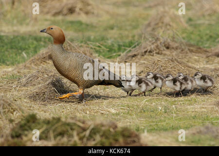 Ruddy-headed Goose (Chloephaga rubidiceps) appollaiato sul terreno nelle isole Falkland. Foto Stock