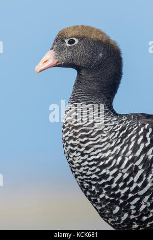 Kelp Goose (Chloephaga hybrida) alimentazione in una laguna di marea nelle isole Falkland. Foto Stock