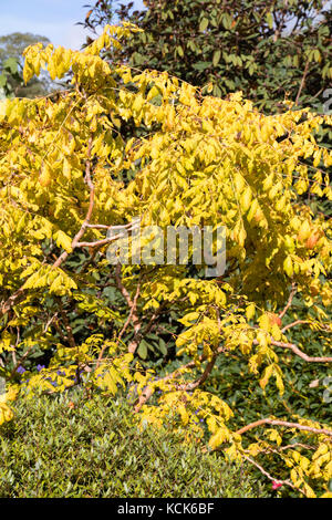 Giallo fogliame di autunno colore del modulo selezionato del Golden rain tree, Koelreuteria paniculata 'Coral Sun" Foto Stock