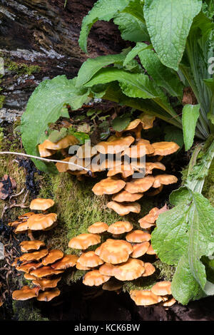 Inguainato fungo woodtuft, Kuehneromyces mutabilis, crescente da un vecchio registro di legno duro. Rosette di Digitalis purpurea sopra. Foto Stock