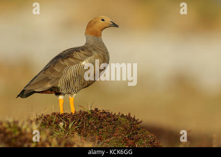 Ruddy-headed Goose (Chloephaga rubidiceps) appollaiato sul terreno nelle isole Falkland. Foto Stock