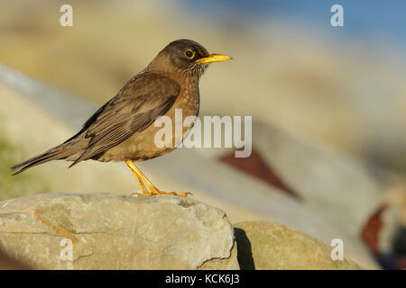 Austral Tordo (Turdus falklandii) su una spiaggia rocciosa nelle isole Falkland. Foto Stock