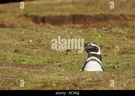 Magellanic Penguin (Spheniscus magellanicus) alla sua colonia nidificazione nelle isole Falkland. Foto Stock