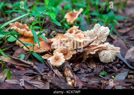 Funghi indeterminato nel Nuovo Galles del Sud Australia Foto Stock