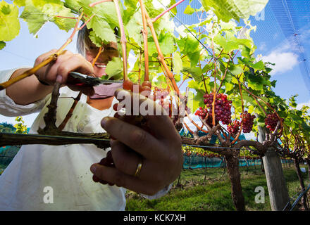 Le uve Ortega raccolte a mano vengono raccolte dalla vite presso la Beaufort Vineyard and Winery Estate a Courtenay. La Comox Valley, Vancouver Island, British Columbia, Canada. Foto Stock