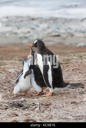 Baby pulcini cercare di incoraggiare l'alimentazione da un adulto pinguino Gentoo (Pygoscelis papua) Saunders Island, Isole Falkland Foto Stock
