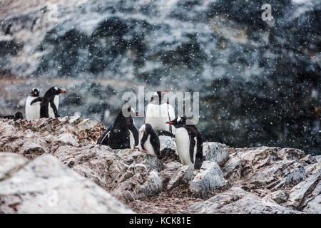 Un allevamento colonia di pinguini di Gentoo a de Cuverville riceve una spolverata di nevicata, penisola antartica, Antartide Foto Stock