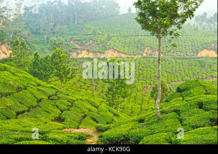 La piantagione di tè vicino a Munnar Kerala, India Foto Stock