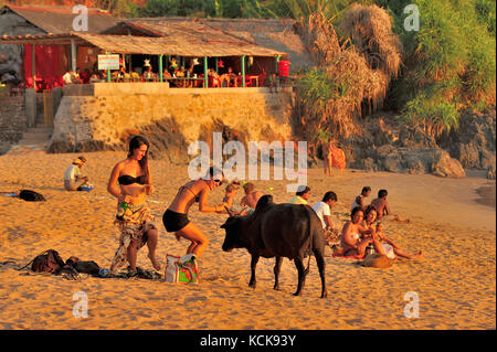 bull sulla spiaggia, Om Beach, vicino a Gokarna, Karnataka, India Foto Stock