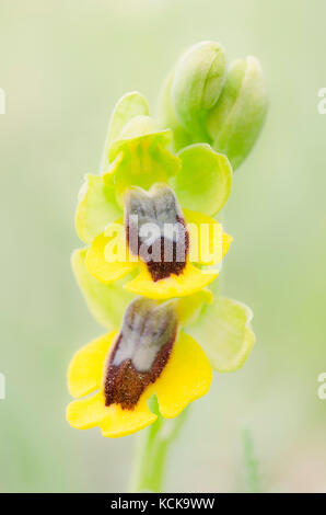 Orchidee selvatiche gambo Ophrys Lutea, con due fiori gialli Foto Stock