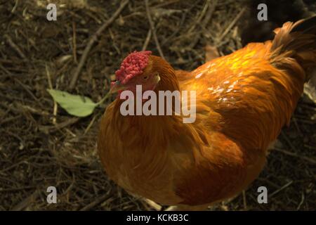 Buff Orpington - Pizzi Wyandotte Gallo ha un interessante pettine Foto Stock