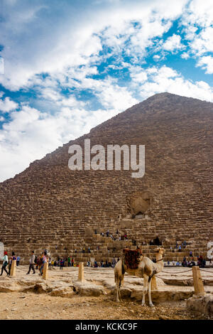 Cammello vicino la piramide del Cairo in Egitto Foto Stock