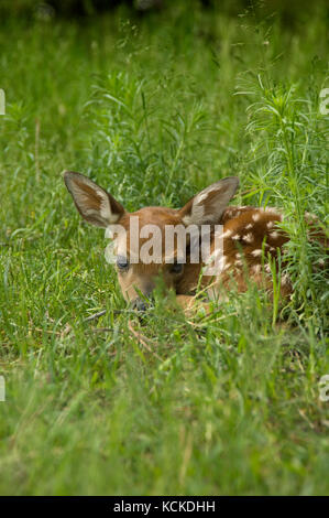 White-Tailed Deer Fawn, Odocoileus virginianus, appoggiato in erba, Montana, USA Foto Stock