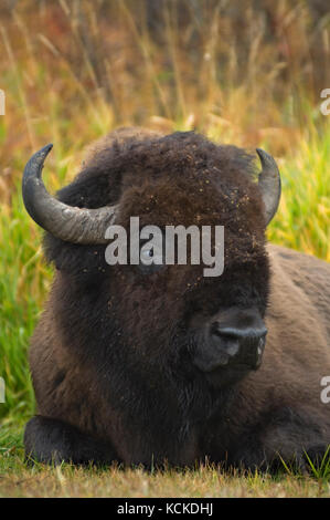 Ritratto di pianure Bison bull, Bison bison bison, Elk Island National Park, Alberta, Canada Foto Stock