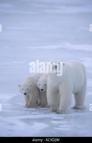 Orso polare madre e 2 lupetti Ursus maritimus vicino a Churchill, Manitoba, Canada Foto Stock