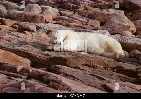 Orso polare, Ursus maritimus, poggia sull'isola rocciosa nella baia di puntata, Ukkusiksalik National Park, Nunavut, Canada Foto Stock