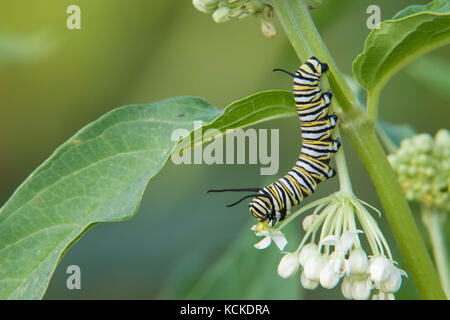 Farfalla monarca caterpillar, Danaus plexippus, su milkweed, Asclepias sp., Warman, Saskatchewan, Canada Foto Stock