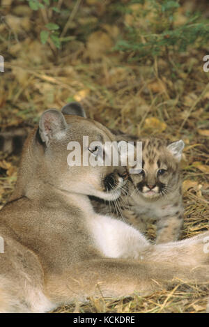 Cougar madre & 5 settimane di gattino, Puma concolor, Montana, USA Foto Stock