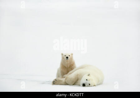 Orso polare madre e cub, Ursus maritimus, vicino a Churchill, Manitoba Canada Foto Stock