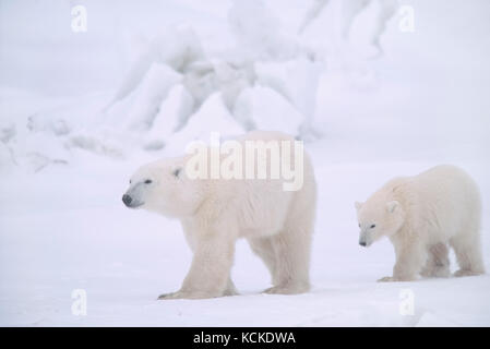 Orso polare madre e cub, Ursus maritimus, vicino a Churchill, Manitoba, Canada Foto Stock