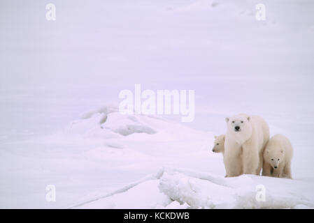 Orso polare madre e lupetti, Ursus maritimus, sul vicino a riva il ghiaccio, vicino a Churchill, Manitoba, Canada Foto Stock