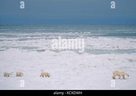 Orso polare madre con tre cuccioli (insolito), Ursus maritimus, sul ghiaccio nearshore vicino a Churchill, Manitoba, Canada Foto Stock