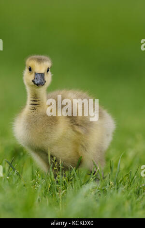 Canada Goose gosling, Branta canadensis, in erba verde, punto Pelée National Park, Ontario, Canada Foto Stock