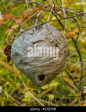 Nido di baldfaced hornet, Dolichovespula maculata, situato a circa 1 metri (3 ft) al di sopra del suolo nella zona di brushy. Autunno vicino a Kalispell, Montana. Foto Stock