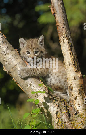 Bobcat gattino, Felis rufus, giocando in albero nella radura in primavera, Montana, USA Foto Stock