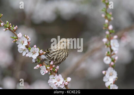 Pino femmina lucherino, Carduelis pinus,a Nanchino ciliegio in primavera, Warman, Saskatchewan Canada Foto Stock