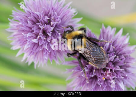 Il cuculo Bumble Bee, Bombus insularis, sui fiori di erba cipollina, Warman, Saskatchewan, Canada Foto Stock