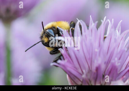 Tricolore Bumble Bee, Bombus ternarius, sui fiori di erba cipollina, Warman, Saskatchewan, Canada Foto Stock