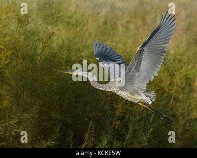 Airone blu, Ardea Erodiade, in volo di fronte a Willow arbusti, Saskatchewan, Canada Foto Stock