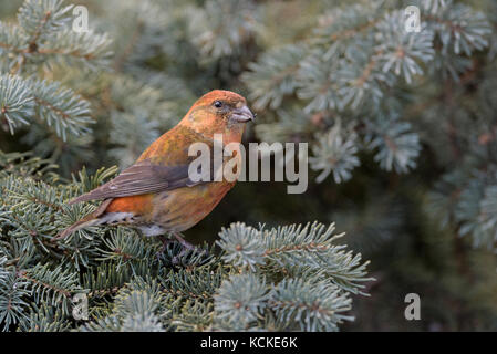 Maschio rosso, Crossbill Loxia curvirostra, Warman, Saskatchewan, Canada Foto Stock