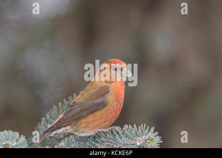 Maschio rosso, Crossbill Loxia curvirostra, Warman, Saskatchewan, Canada Foto Stock