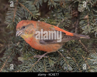 Maschio rosso, Crossbill Loxia curvirostra, Warman, Saskatchewan, Canada Foto Stock