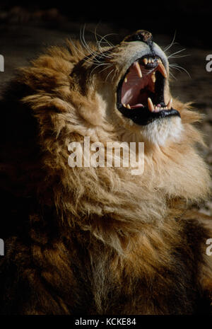 Maschio di leone africano, Panthera leone ruggente Foto Stock