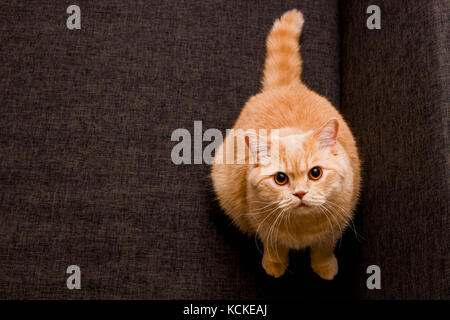 Adorabili gatto rosso Foto Stock